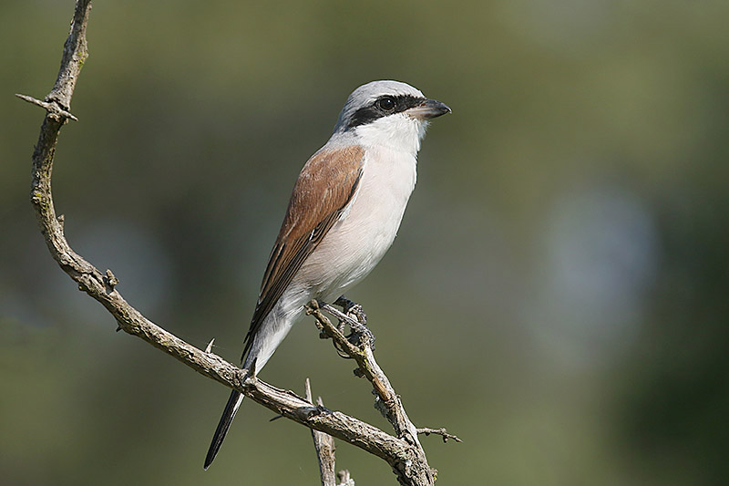 Red backed Shrike by Mick Dryden