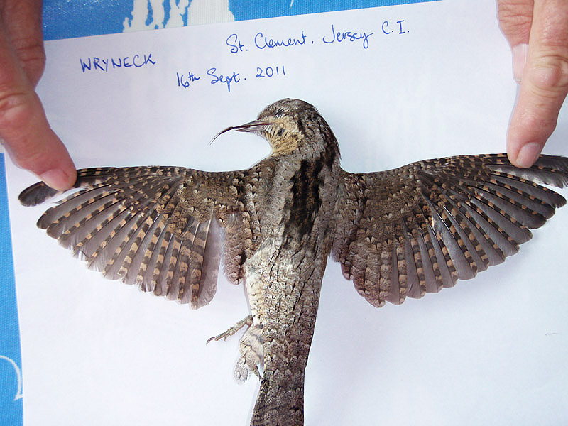 Wryneck by Jane Mourant