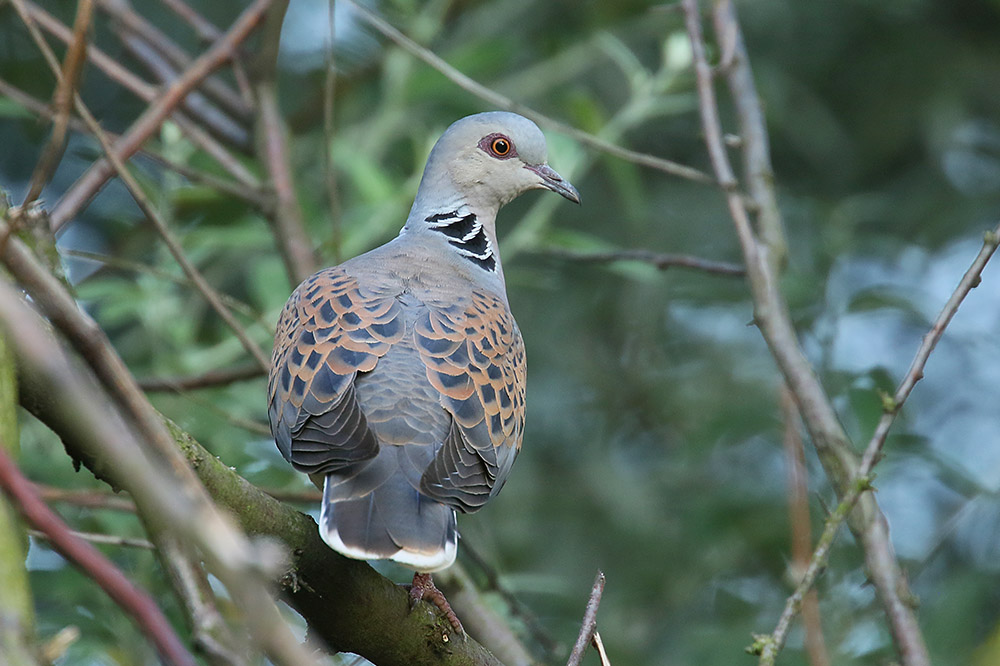 Turtle Dove by Mick Dryden