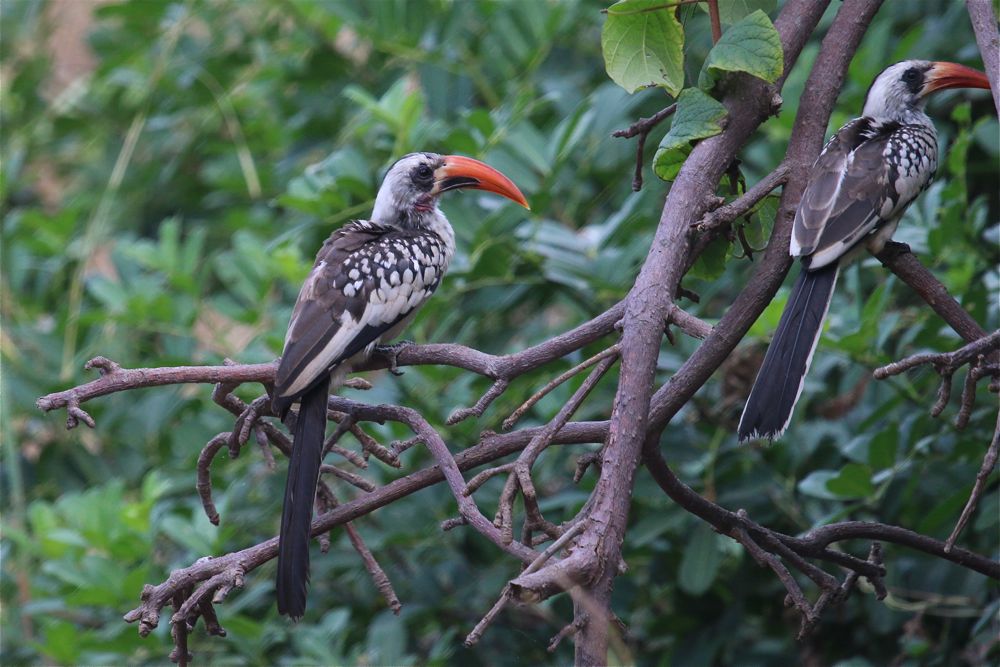 Western Red-billed Hornbill by Tony Paintin