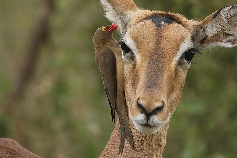 Red billed Oxpecker by Mick Dryden