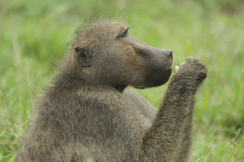 Baboon by Mick Dryden
