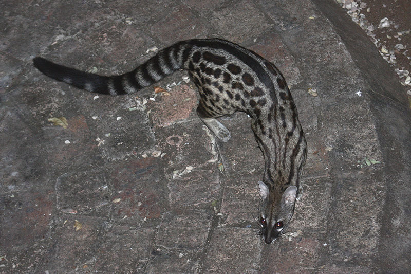 Small-Spotted Genet by Mick Dryden