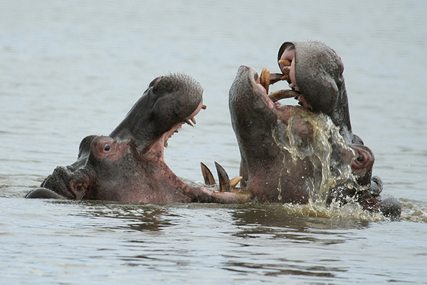 Hippopotamus by Mick Dryden