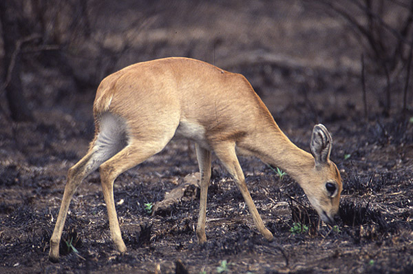 Steenbok by Mick Dryden