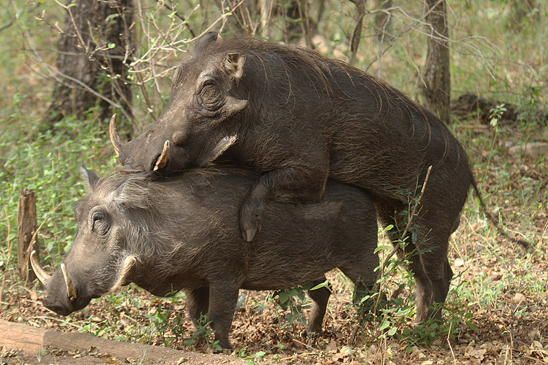 Warthogs by Mick Dryden