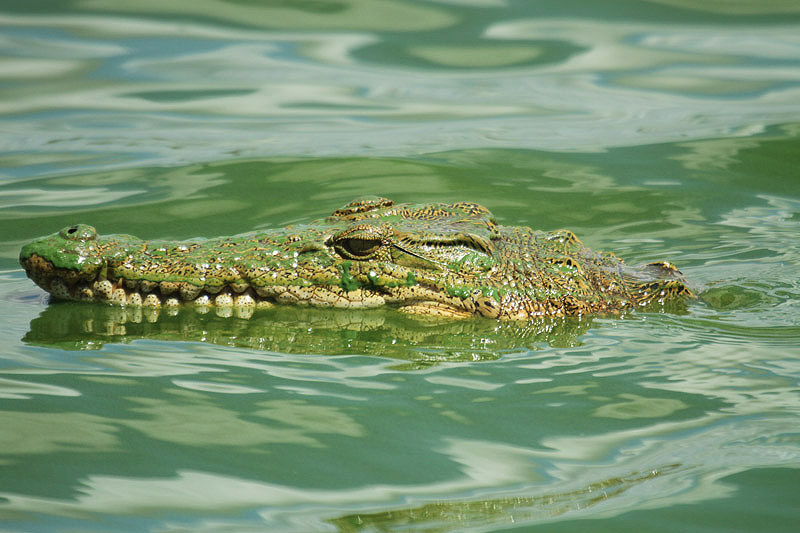 Crocodile by Mick Dryden