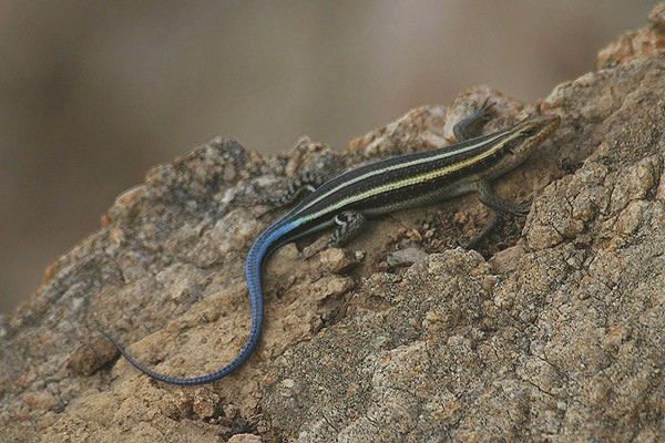 Small Plated Lizard by Mick Dryden