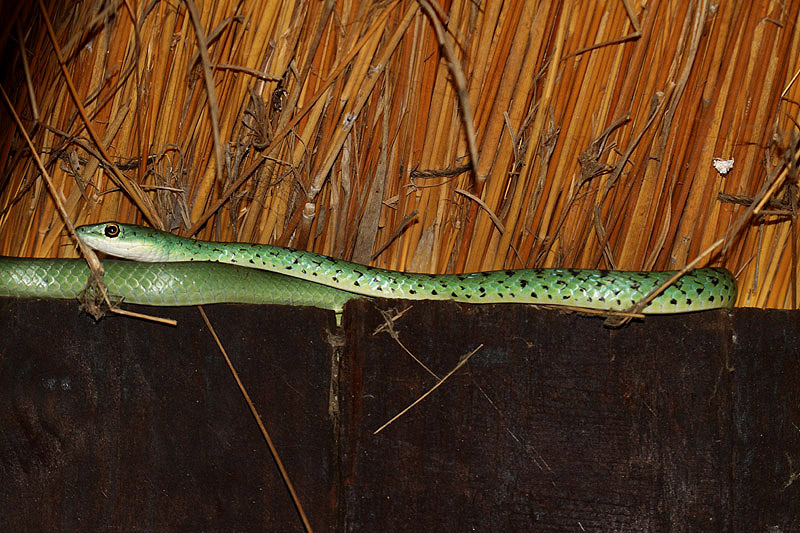 Spotted Bush Snake by Mick Dryden