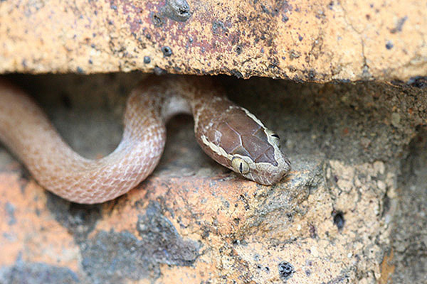 Brown House Snake by Mick Dryden