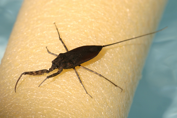 Water Scorpion by Mick Dryden