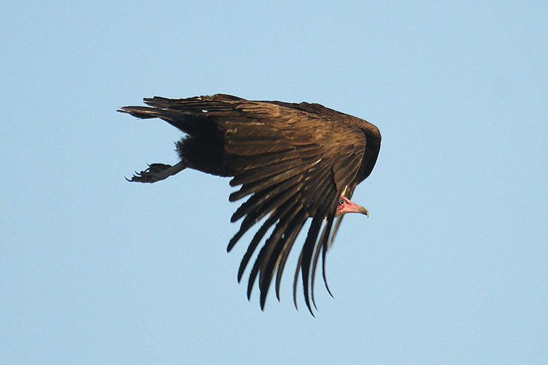 Hooded Vulture by Mick Drydsen