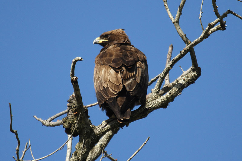 Wahlberg's Eagle by Mick Dryden