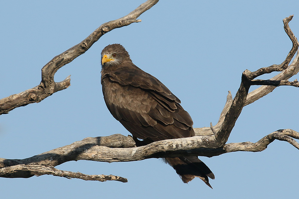 Yellow billed Kite by Mick Dryden