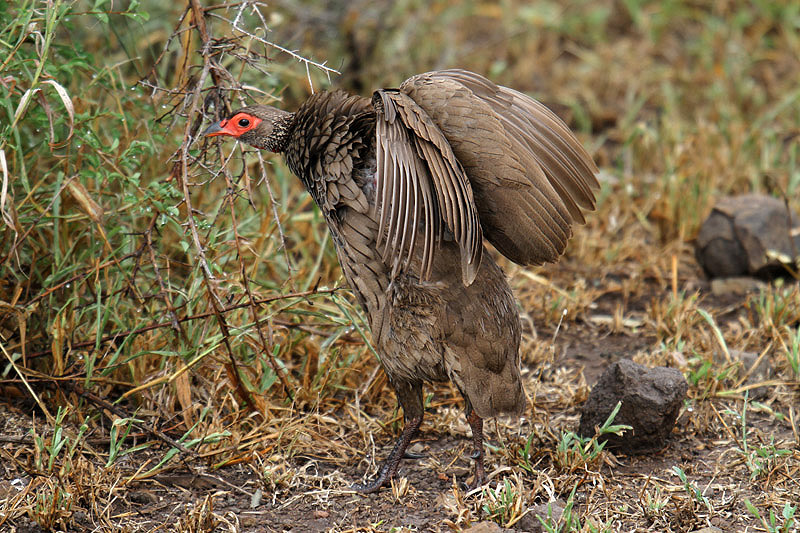 Swainson's Spurfowl by Mick Dryden