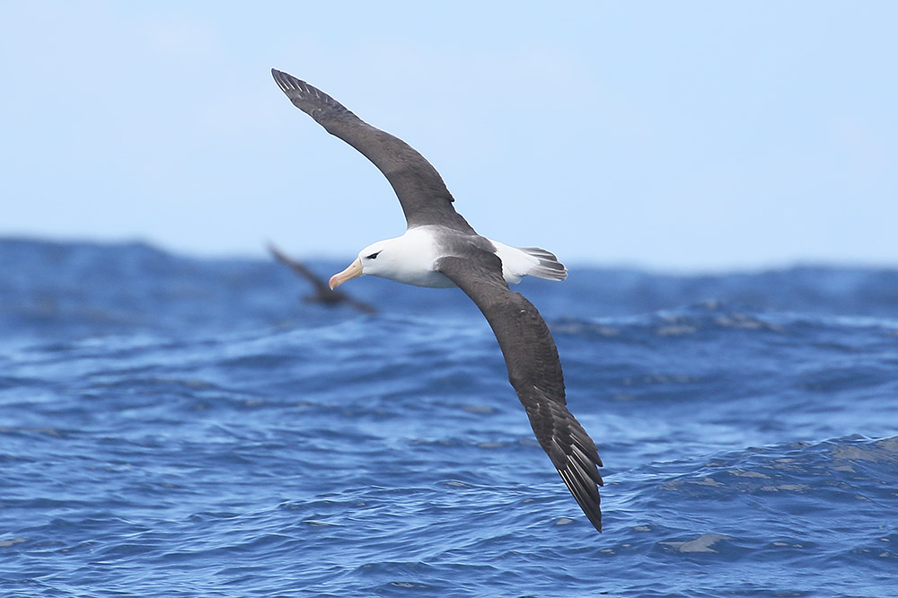 Black-browed Albatross by Mick Dryden