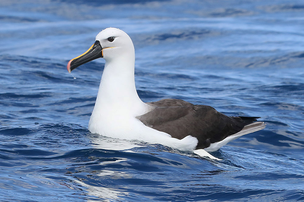 Indian Yellow nosed Albatross by Mick Dryden