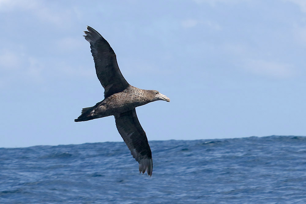 Southern Giant Petrel by Mick Dryden