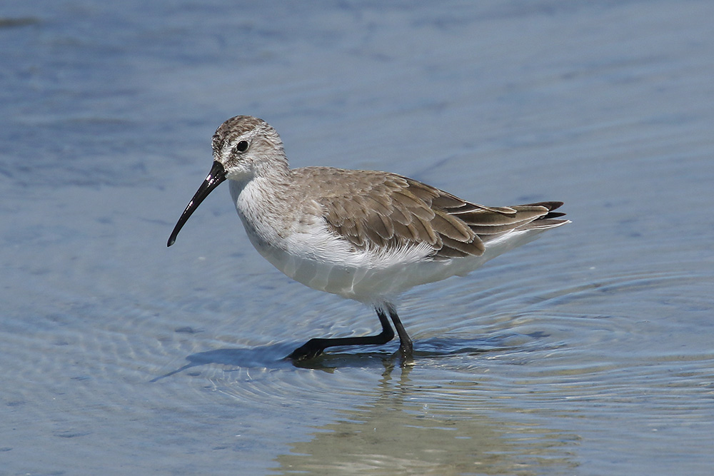 Curlew Sandpiper by Mick Dryden