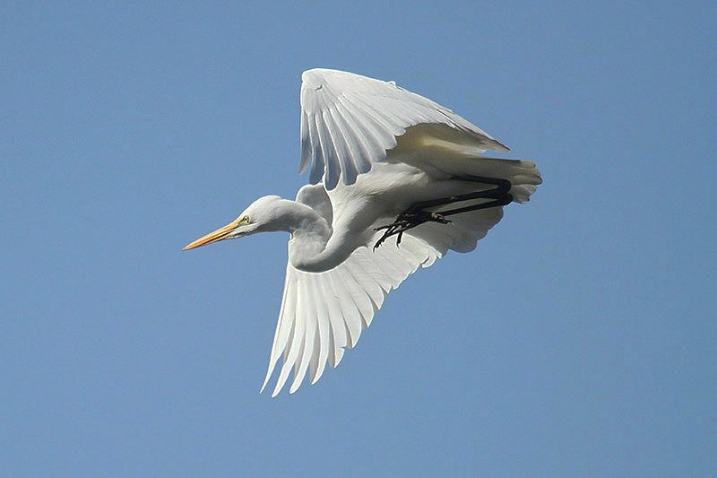 Great White Egret by Mick Dryden