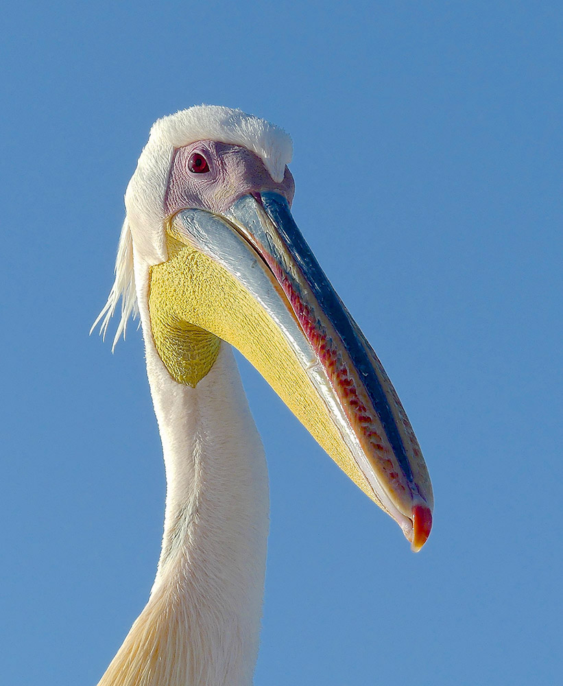 Great White Pelican by Rod Amy