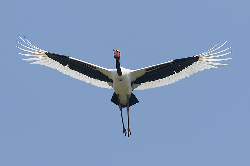 Saddle billed Stork by Mick Dryden
