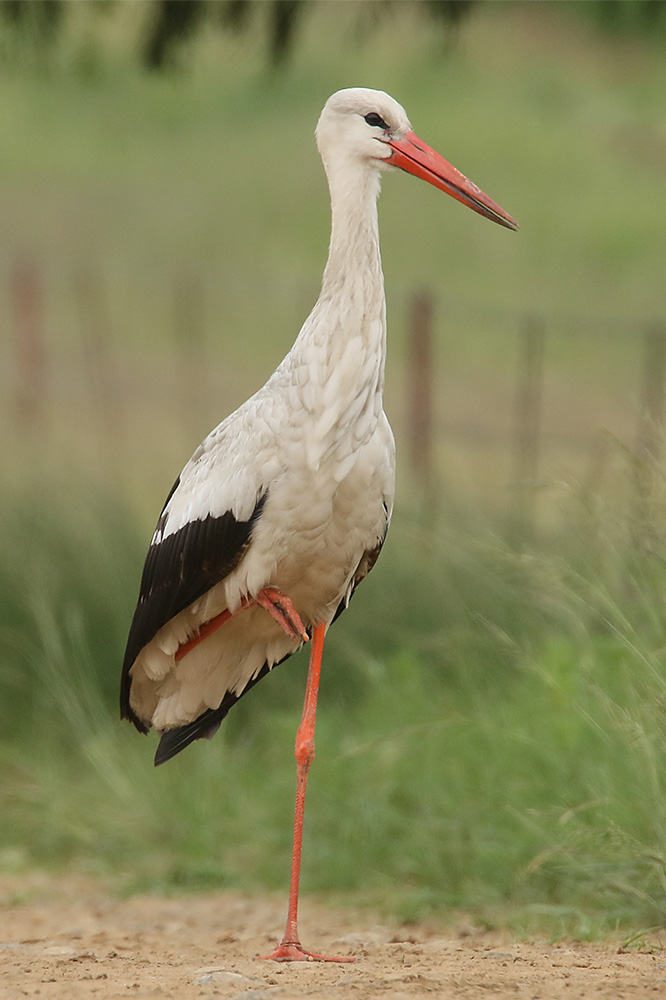 White Stork by Mick Dryden