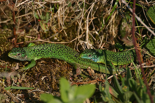 Green Lizards by Mick Dryden