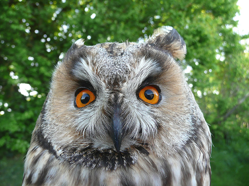 Long-eared Owl by David Buxton