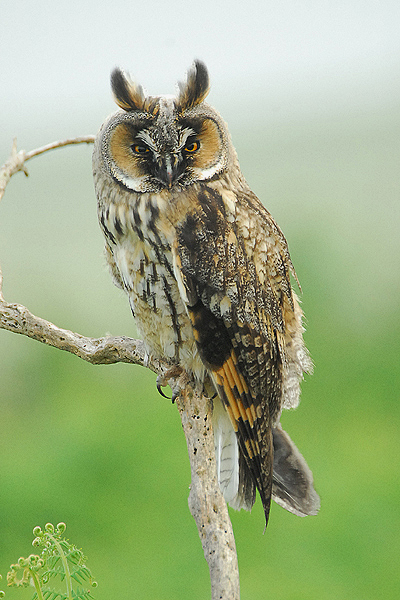 Long-eared Owl by Romano da Costa