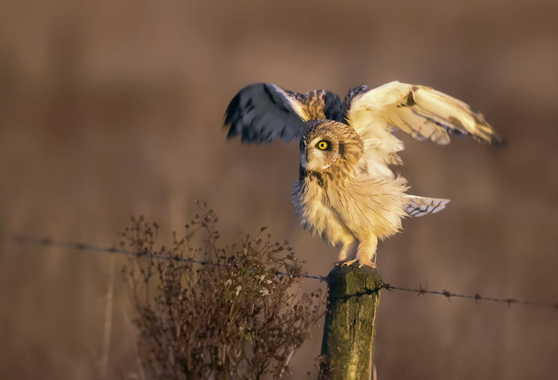 Short-eared Owl by Kris Bell