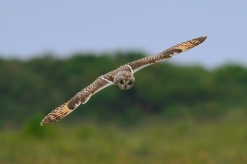 Short-eared Owl by Tony Wright