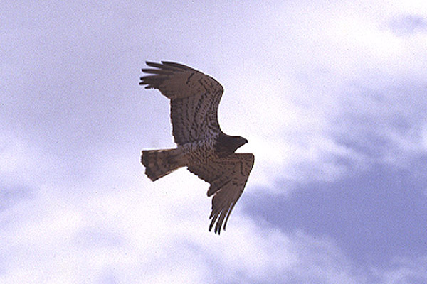 Short-toed Eagle by Mick Dryden