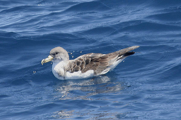 Cory's Shearwater by Mick Dryden