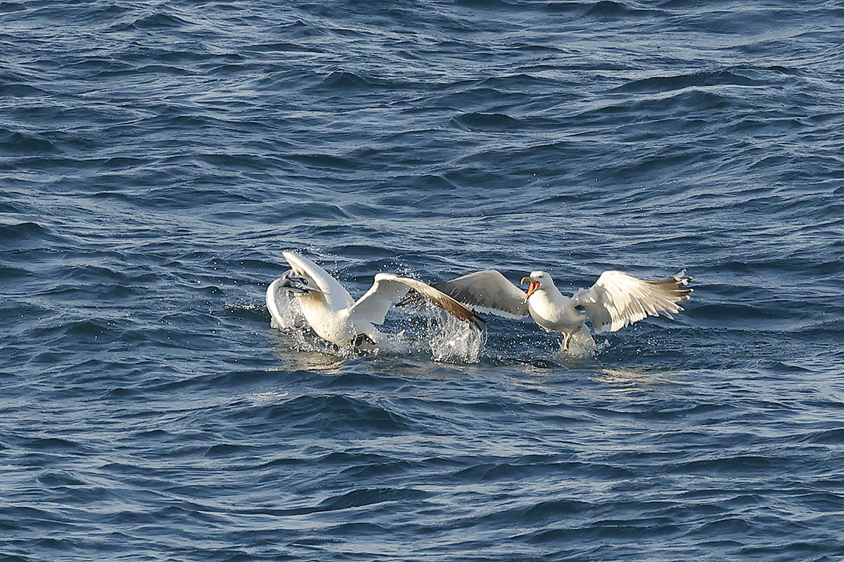 Gannet and GBBG by Mick Dryden