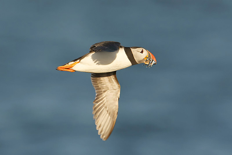 Puffin by Paul Marshall