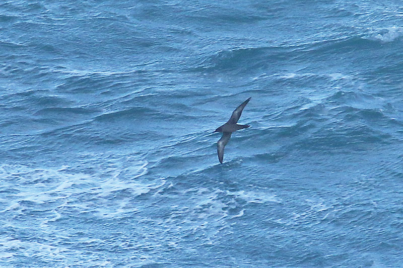 Sooty Shearwater by Mick Dryden