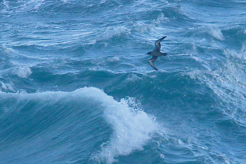 Sooty Shearwater by Mick Dryden