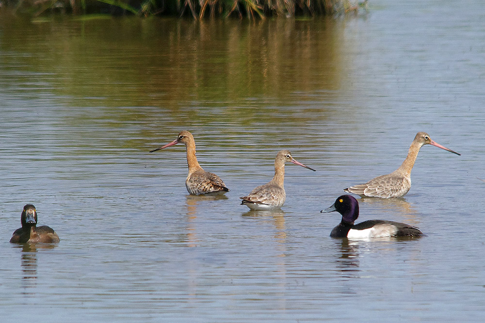Black tailed Godwits by Chris Eve