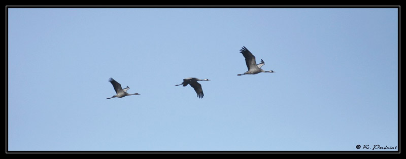 Common Cranes by Regis Perdriat