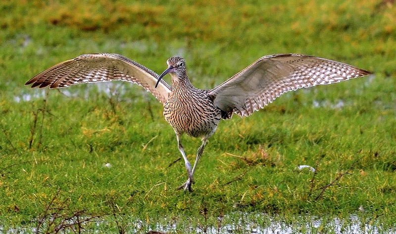 Curlew by Tony Wright