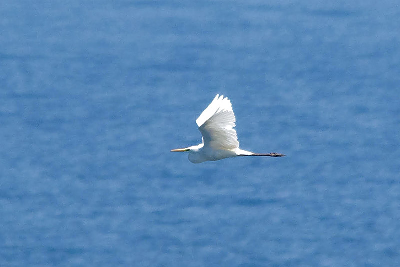 Great White Egret by Chris Eve