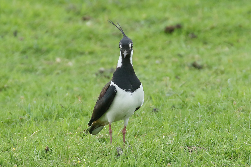Lapwing by Mick Dryden