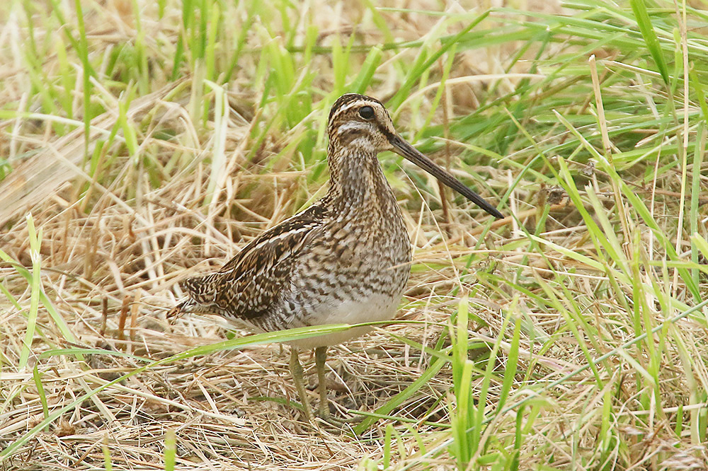Common Snipe by Mick Dryden