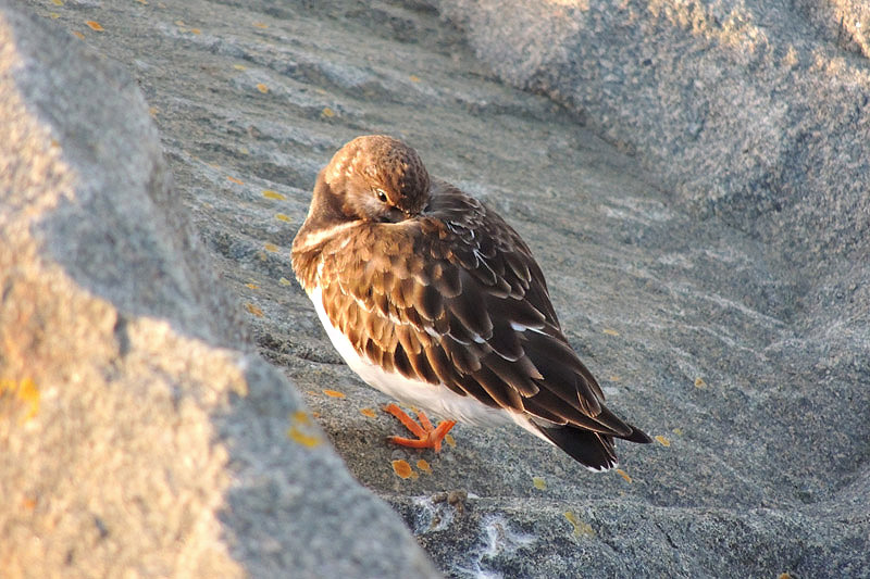 Turnstone by Sarah Scriven