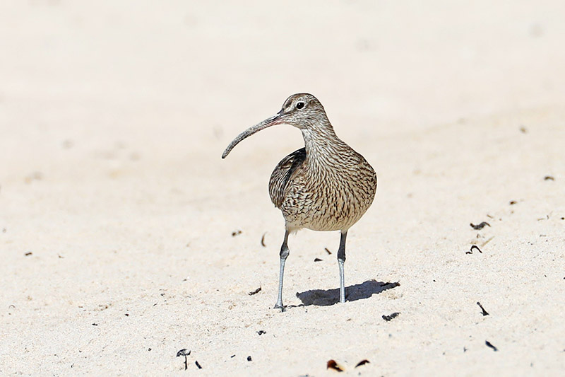 Whimbrel by Alan Modral