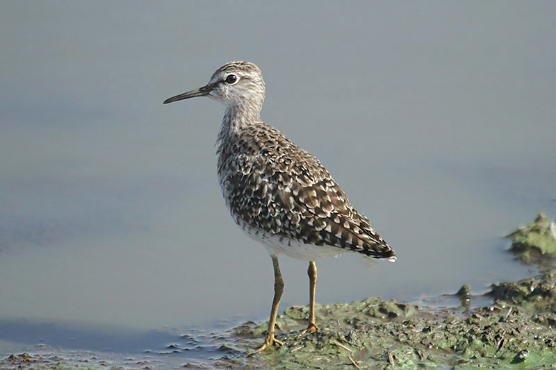 Wood Sandpiper by Mick Dryden