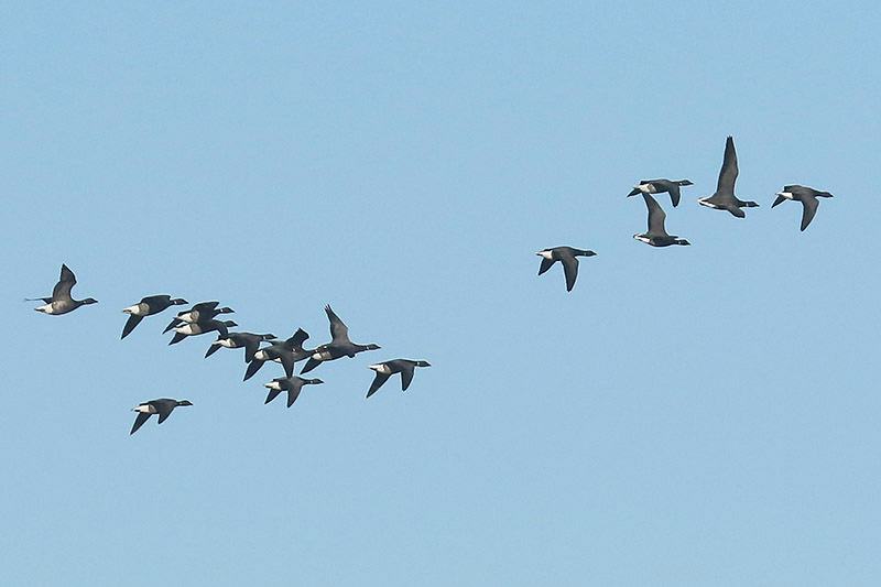 Brent Geese by Mick Dryden