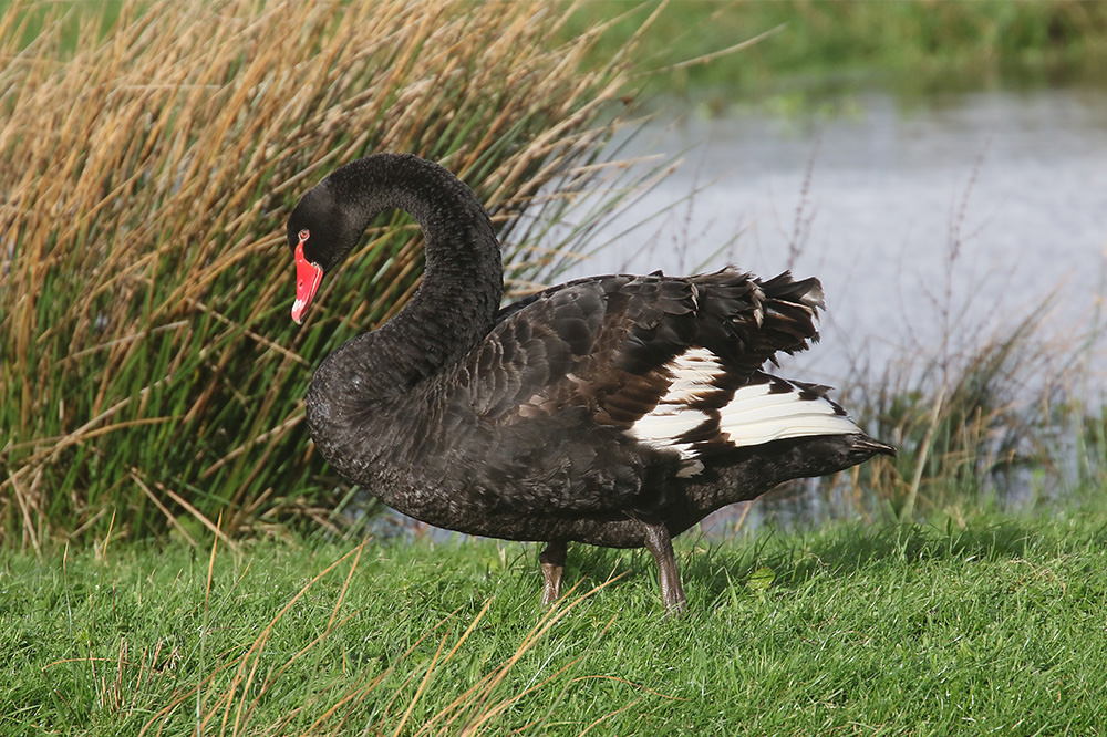 Black Swan by Mick Dryden