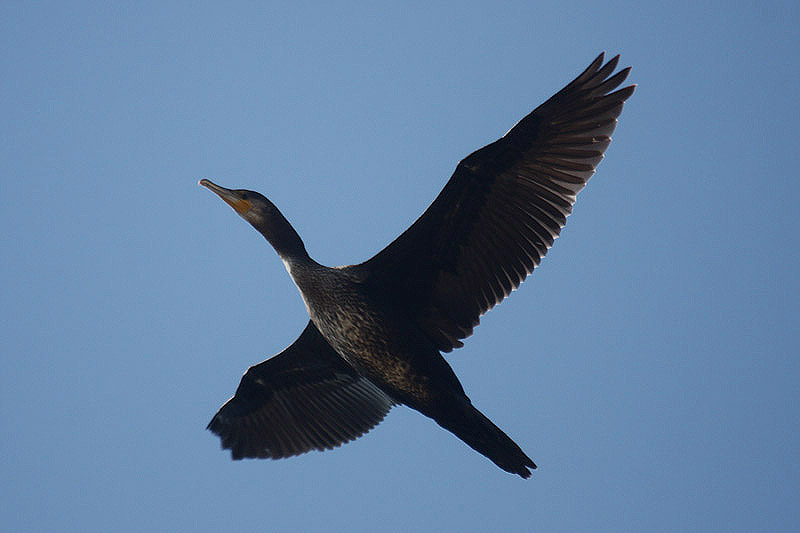 Great Cormorant by Mick Dryden